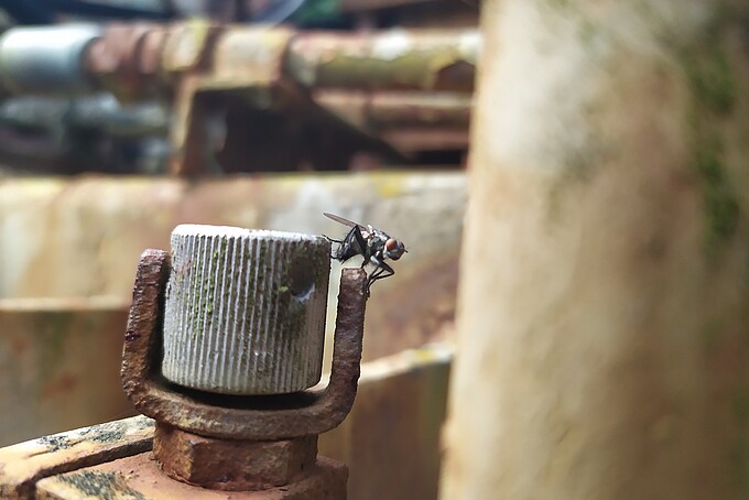 Eine rostige Fliege sitzt neben einem Industriewerkzeug.